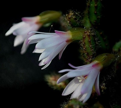 Hatiora Rosea Ssp Riograndensis 8 Semi Extreme Rare Piante Epifite Schlumbergera Ebay