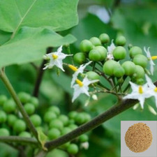 700 Turkey Berry Pea Eggplant Seeds Dried Thornless Torvum NON-GMO For Planting
