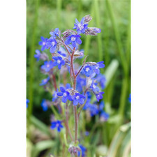 Anchusa azurea 'Loddon Royalist' - Große Ochsenzunge 'Loddon Royalist' - 11cm