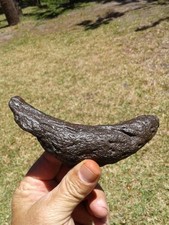 Bargain Awesome Juvenile Bison Horn Florida Ice Age Fossil Mammal 