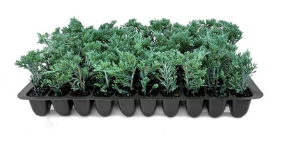 #ad #ad Juniper Blue Rug 2 Inch Juniperus horizontalis Hardy Groundcover Plant $126.97