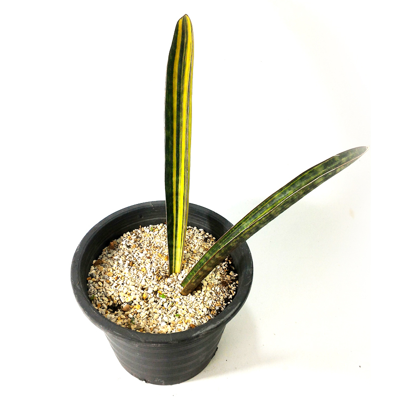 SANSEVIERIA HALLII BASEBALL BAT VARIEGATED FOR SALE EXOTIC PLANTS