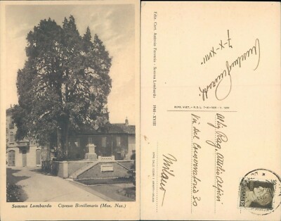 Somma Lombardo Immortalized In Its Two Thousand Year Old Cypress -62570