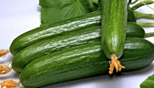 Gurkensamen Freilandgurke, Gurke Moneta bitterfrei 20 Samen