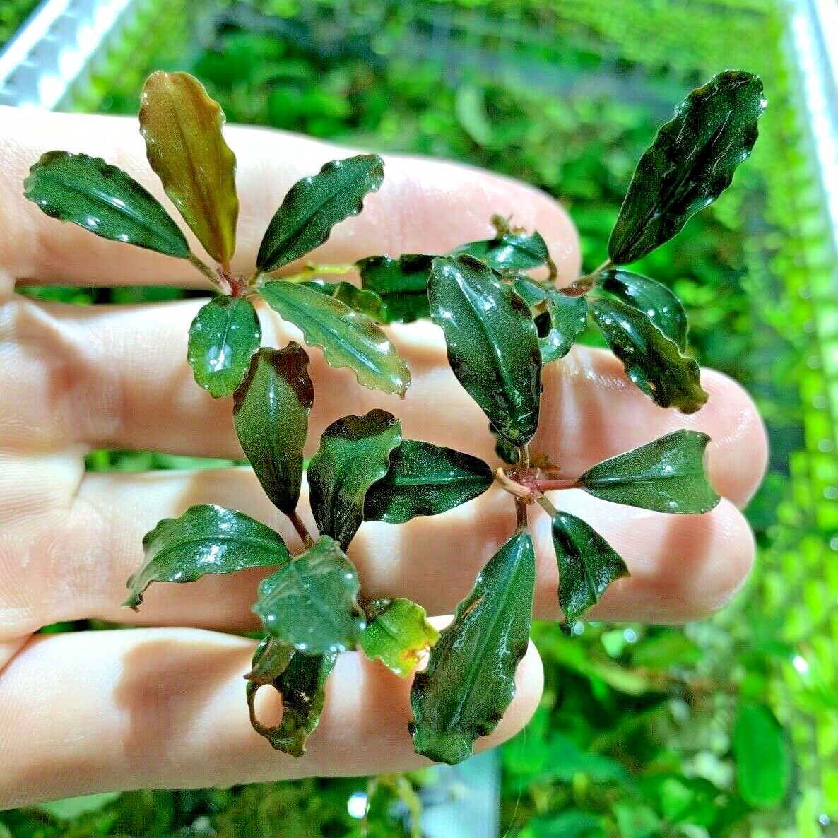5 Bucephalandra Buce Various Rhizomes Easy Live Aquarium Plants