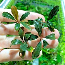 5 Bucephalandra Buce Various Rhizomes Easy Live Aquarium Plants Buce Plant