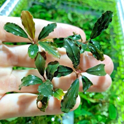 buce plants