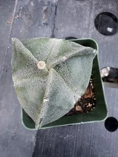 Astrophytum myriostigma Tricostatum Small  Own Roots