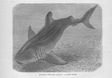 Rekin wielorybi Rhincodon typ rekiny drzeworyt z 1892 roku rekiny ryby