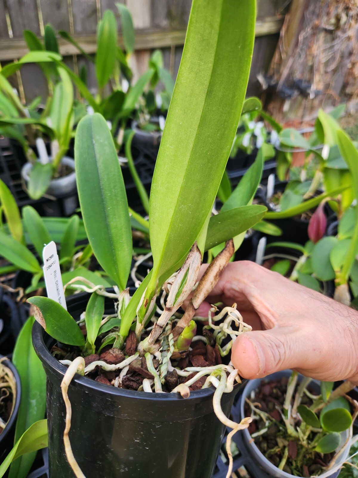 Rlc ChiaLin Sun Light Blooming Size Cattleya Orchid Plant 5" Pot eBay