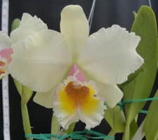 George King D'or 'Newberry Sunlight' x L. Rubescens  Orchid Plant 3B10
