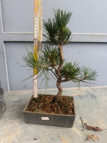 Bonsai di Pino Nero - Foto 1 di 6
