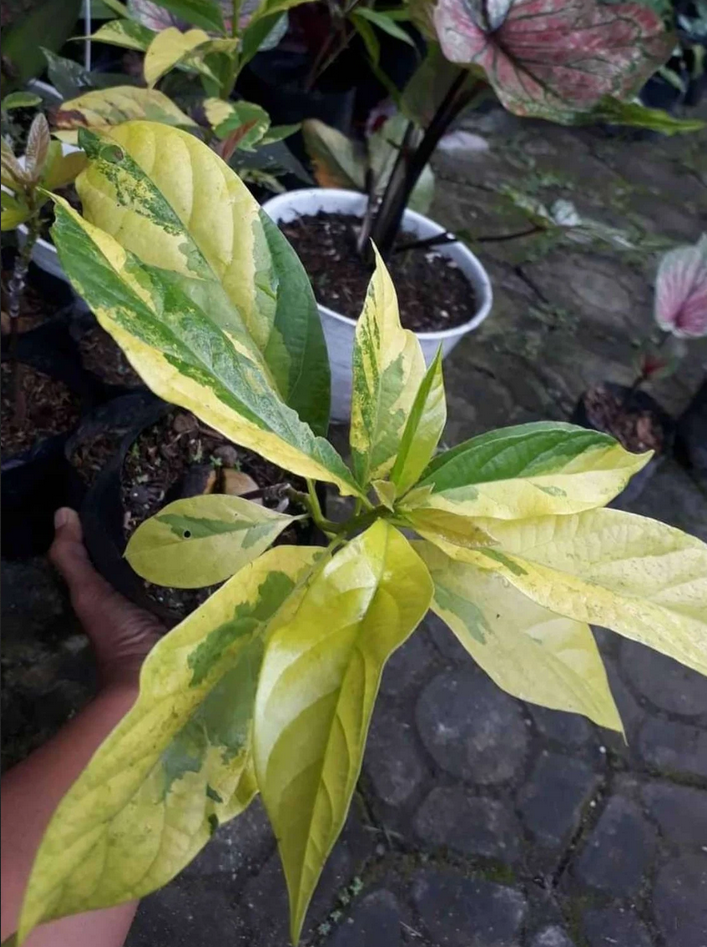 Grafted Avocado Fruit Tree Variegated Free Phytosanitary