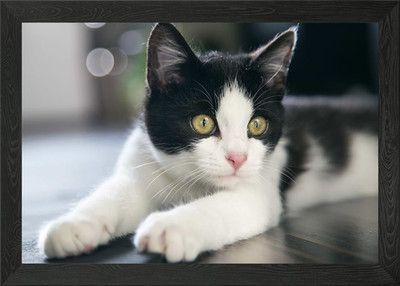 Adorable Cat Framed Wall Art Poster Canvas Print Picture