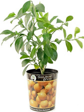 Garden State Bulb Meyer Lemon Tree - Live Citrus Plant 1 Gallon Potted Garden State Bulb Meyer Lemon Tree - Live Citrus Plant 1 Gallon Potted