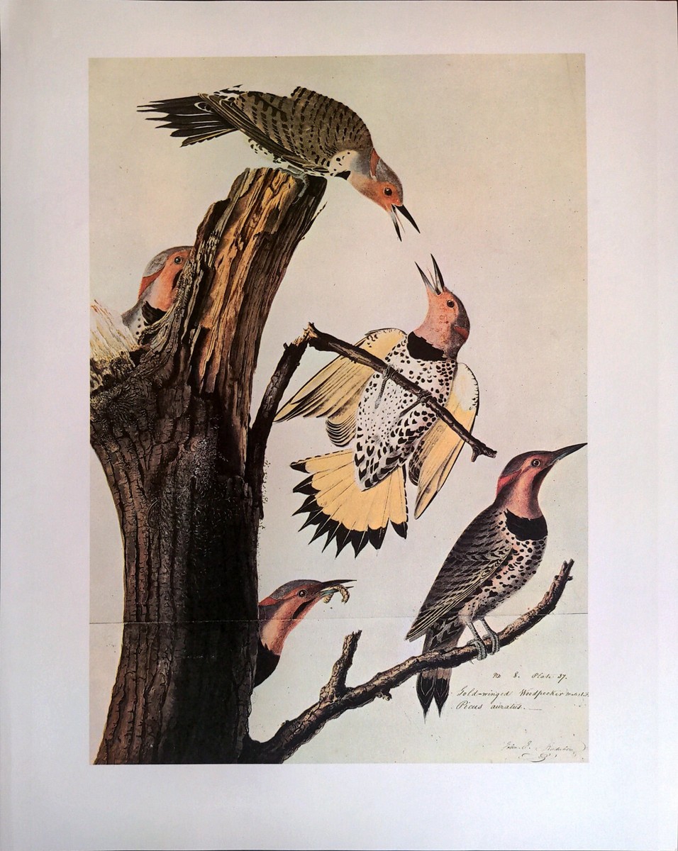 英語版 1976年発行 A closer Look at BIRDS 英語版 1976年発行 A