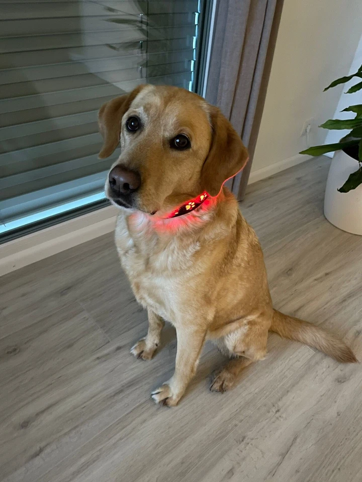 LED Hundehalsband - Bild 2 von 4