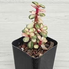 Succulent Plant - Portulacaria Afra Variegated - Live Plants In 2" Pot