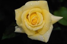 Light Yellow 19 Rose Bush 50 or 100 Seeds Rare-Free Shipping-USA Seller