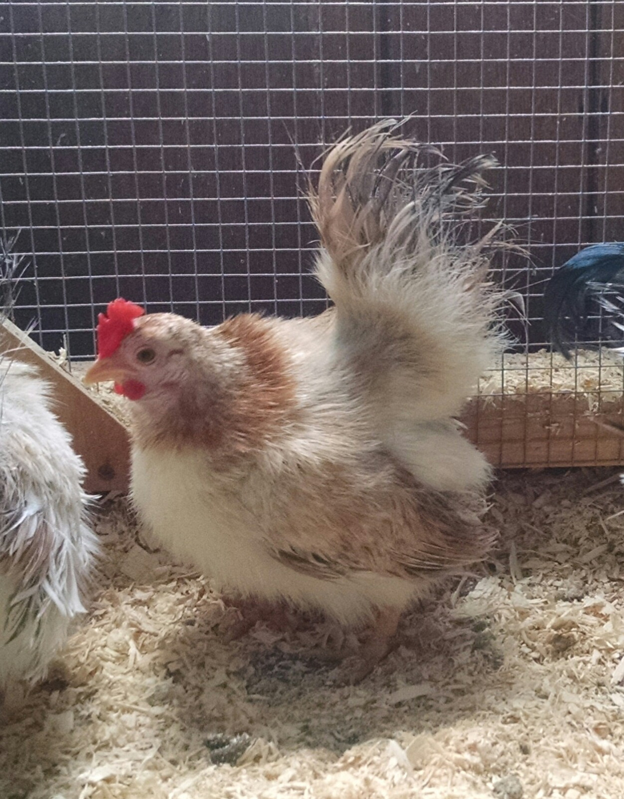 6 Rare Silkied Serama MICRO chicken Hatching EGGS Longtime Breeder eBay