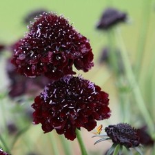 50 Semillas Scabiosa Atropurpurea Caballero Negro Viuda Luto Alfiletero Flor