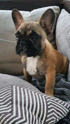 Ankc Pedigree French Bulldog Puppies Dogs Puppies Gumtree Australia Caboolture Area Wamuran 1281080246