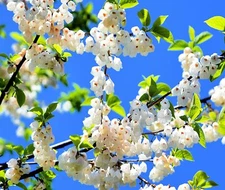 6 Carolina Silverbell Tree Seeds for Planting Halesia Carolina