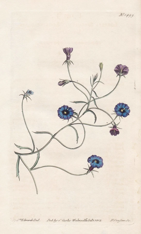 Lobelia speculum South Africa Botanik flower engraving Kupferstich Curtis 1499 - Bild 1 von 1