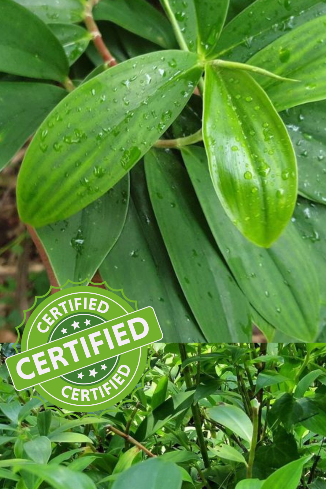 100 Hojas Secas Planta de Insulina/Insulina Natural para Té, Bolsa de