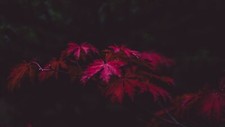 Landscape forest leaves fall low light Custom Gaming Mat Desk