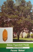 MAHAN PAPER SHELL PECAN TREE Shade Nut Trees Live Plant Pecans Nuts Plants