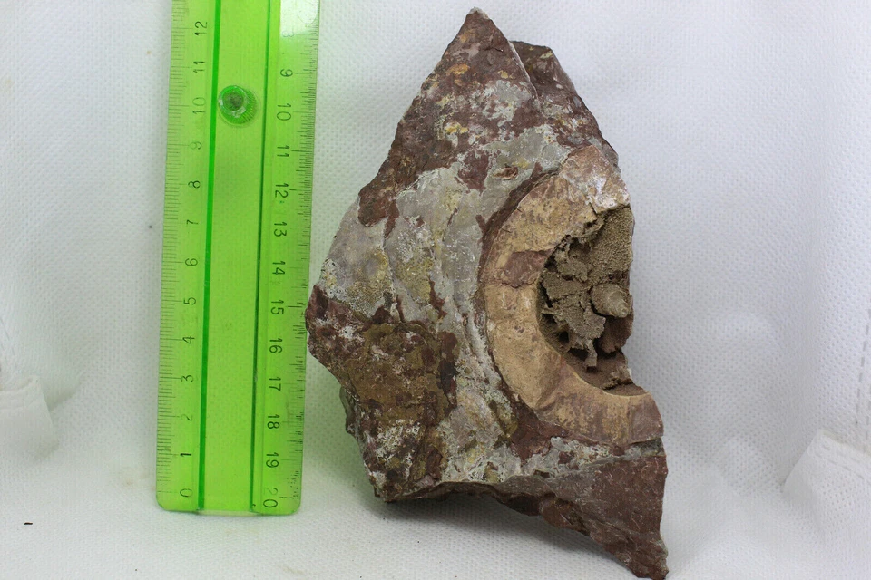 Fragmento ammonite carbonifero Leon España fosil carboniferous Goniatites GAS - Imagen 1 de 4