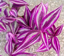 RARE- Tradescantia Pink Paradise Rooted Cutting.    Sent Royal Mail Tracked 48 