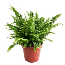 2 x Boston Fern Nephrolepis Exaltata 9cm Pot Air Purifying House Plant
