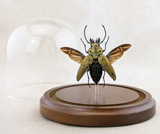 Y130 Log-boring Beetle TC Taxidermy Entomology oddity curiosities Dome Decor