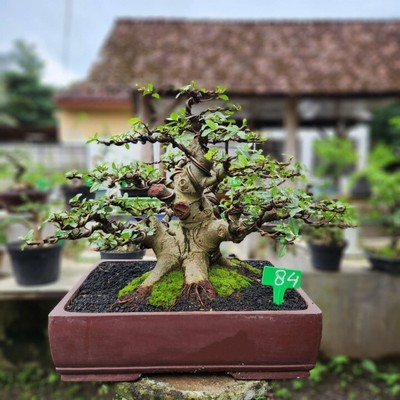 Real Picture Bonsai Ficus Racemosa | Bonsai Tree | Loa | Bonsai Ficus Microcarpa