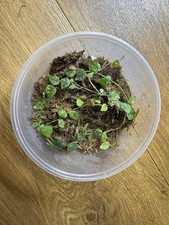 Ficus pumila ?Minima? Cuttings x2 8cm Mini Creeping Fig Terrarium Plant UK