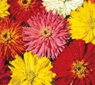 ZINNIA SEEDS CACTUS FLOWERED MIX 100+ MIXED COLORS bees ANNUAL Free Shipping