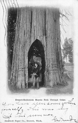 Everett Snohomish Wa ~ Fahrrad Path Durch Cedar Tree ~ 1906 Swalwell Postkarte