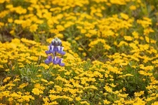 Digital Image Picture Photo Wallpaper: Wild Flowers Bloom