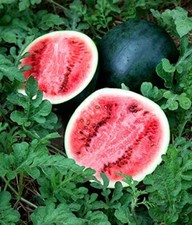 4x Watermelon Sugar Baby Plug Plants Vegetables - End of April'26