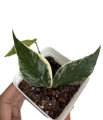 Hoya Polyneura Jasminka Live Plant Fully Rooted Cutting | Rare Hoya | 