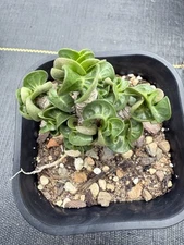 Adenium arabicum'Dorset Horn' Curly Leaves!