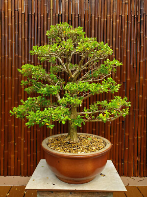 Exquisite Japanese Boxwood Bonsai: Finished Single Trunk Nebari -  Must-Have! 28" | eBay