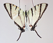 PA20524. Unmounted butterflies: Papilio sp. North Vietnam. New area!!!!!!!!!