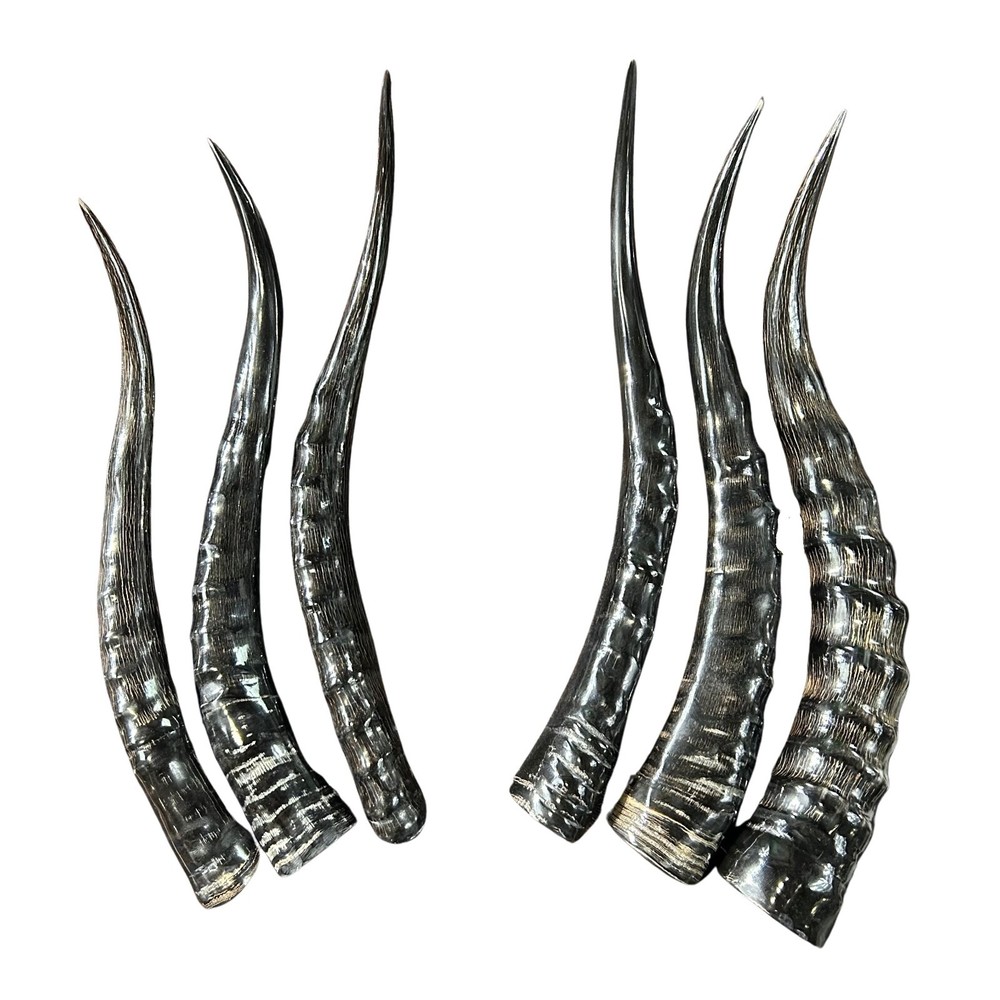 1 Polished Blesbok Horn, African Antelope Horn Size Approx. 14