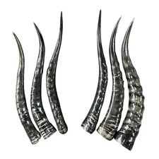 Polished Blesbok Horn, 1 Real African Antelope Horn Size Approx. 14" straight
