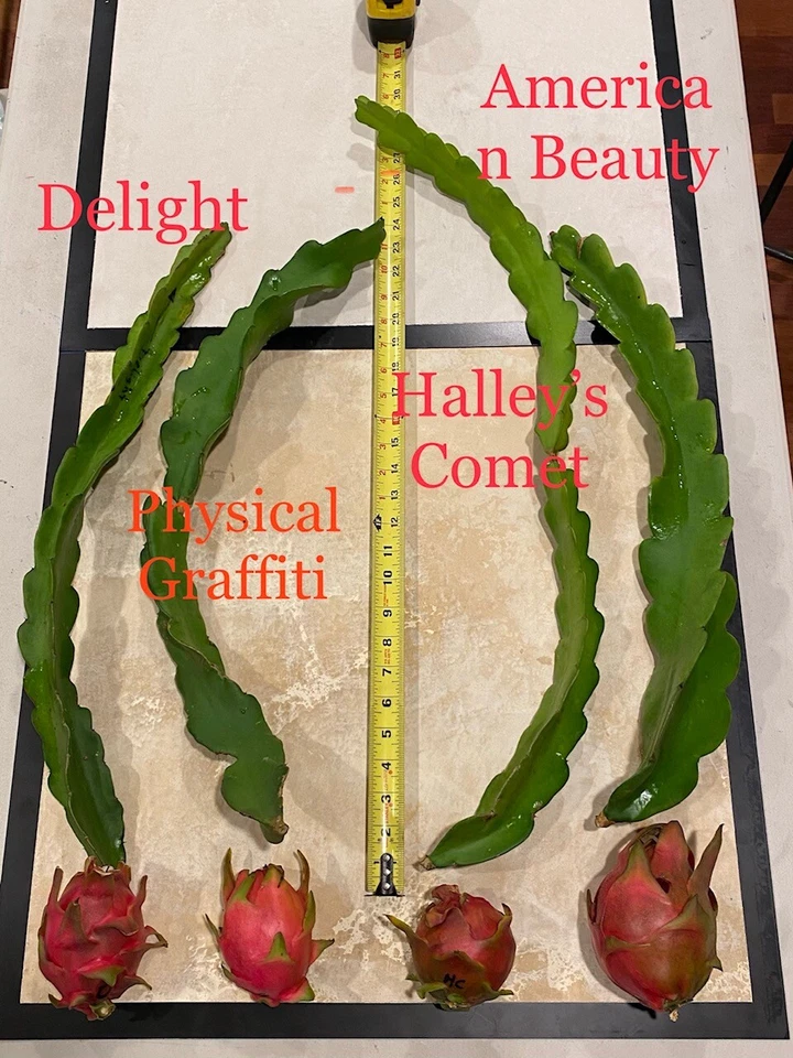 Best Dragon Fruit Cuttings 24-36”, each huge cutting and grow up to 3lbs fruit. - Image 2 of 4