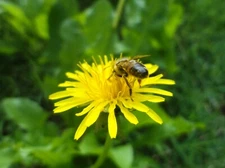 1000 Dandelion Seeds - Taraxacum officnale Seeds - Medicinal and Edible Herb