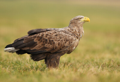 Wandbild: Seeadler (Haliaeetus albicilla) (94648434)